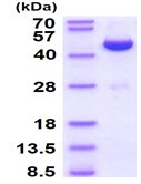 SDS-PAGE - Recombinant human ADK protein (Active) (AB227392)