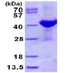 SDS-PAGE - Recombinant Human ADPRH protein (His tag N-Terminus) (AB130031)