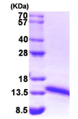 SDS-PAGE - Recombinant Human ADX protein (T7 tag N-Terminus) (AB87670)