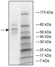 SDS-PAGE - Recombinant Human AEBP2 protein (His tag N-Terminus) (AB135022)
