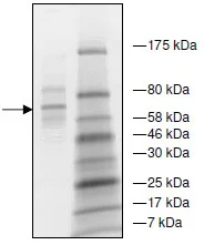 SDS-PAGE - Recombinant Human AEBP2 protein (His tag N-Terminus) (AB135022)