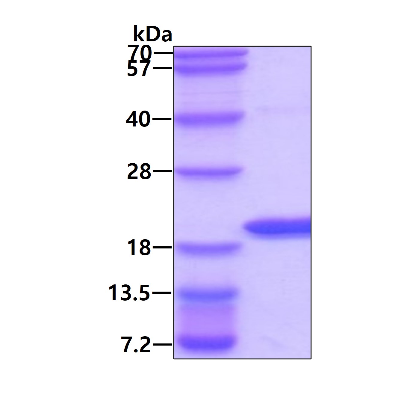 SDS-PAGE - Recombinant Human AG-3 protein (AB108127), expandable thumbnail