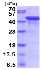 SDS-PAGE - Recombinant Human AGA protein (denatured) (His tag N-Terminus) (AB202173)