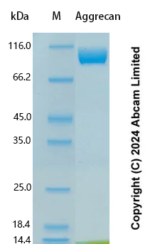 SDS-PAGE - Recombinant Human Aggrecan Protein Standard (AB323015)