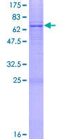SDS-PAGE - Recombinant Human AGPAT5 protein (GST tag N-Terminus) (AB163064)