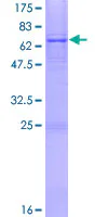 SDS-PAGE - Recombinant Human AGPAT5 protein (GST tag N-Terminus) (AB163064)