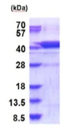 SDS-PAGE - Recombinant Human AGPHD1 protein (His tag N-Terminus) (AB187446)