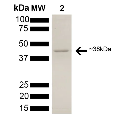 SDS-PAGE - Recombinant Human AHA1 protein (His tag) (AB245933)