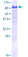 SDS-PAGE - Recombinant Human AHNAK2 protein (GST tag N-Terminus) (AB164994)