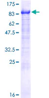SDS-PAGE - Recombinant Human AHNAK2 protein (GST tag N-Terminus) (AB164994)