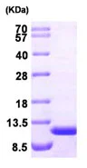 SDS-PAGE - Recombinant Human Ahsp protein (AB87752)
