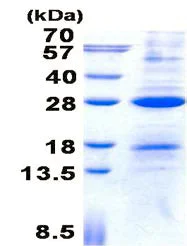 SDS-PAGE - Recombinant Human AICDA protein (denatured) (His tag N-Terminus) (AB139251)
