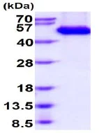 SDS-PAGE - Recombinant Human AICL protein (Fc Chimera His Tag) (AB234970)