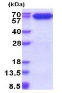SDS-PAGE - Recombinant Human AIF protein (His tag N-Terminus) (AB177656)