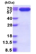 SDS-PAGE - Recombinant Human AIF protein (His tag N-Terminus) (AB177656)