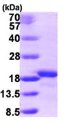 SDS-PAGE - Recombinant Human AIF1L protein (AB103302)
