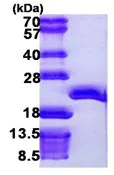 SDS-PAGE - Recombinant Human AIMP3/p18 protein (AB106904)