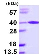 SDS-PAGE - Recombinant Human AIP protein (AB109934), expandable thumbnail