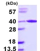 SDS-PAGE - Recombinant Human AIP protein (His tag N-Terminus) (AB109934)