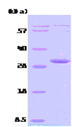 SDS-PAGE - Recombinant Human AK3 protein (AB78680), expandable thumbnail