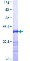 SDS-PAGE - Recombinant Human AKAP4 protein (GST tag N-Terminus) (AB152924)