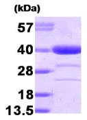 SDS-PAGE - Recombinant Human AKR1A1 protein (Tag Free) (AB95472)