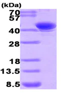 SDS-PAGE - Recombinant Human AKR7A2 protein (AB93634)