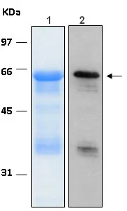 Western blot - Recombinant Human AKT1 protein (AB116412)