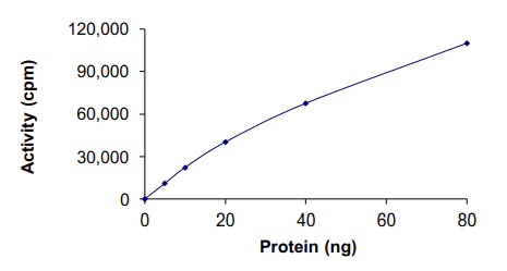 Functional Studies - Recombinant human AKT1 protein (AB205801)