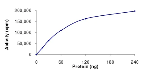 Functional Studies - Recombinant human AKT1 protein (AB205801)