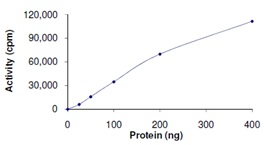 Recombinant human AKT1 protein