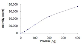 Functional Studies - Recombinant human AKT1 protein (AB205801)