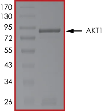 SDS-PAGE - Recombinant human AKT1 protein (AB205801)