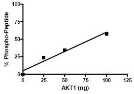 Functional Studies - Recombinant human AKT1 protein (His tag N-Terminus) (AB79792)