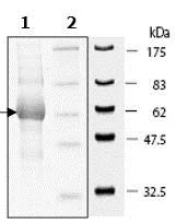 SDS-PAGE - Recombinant human AKT1 protein (His tag N-Terminus) (AB79792)