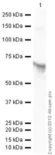 Western blot - Recombinant human AKT1 protein (AB79792)
