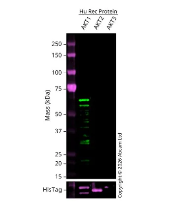 Western blot - Recombinant human AKT1 protein (His tag N-Terminus) (AB79792)