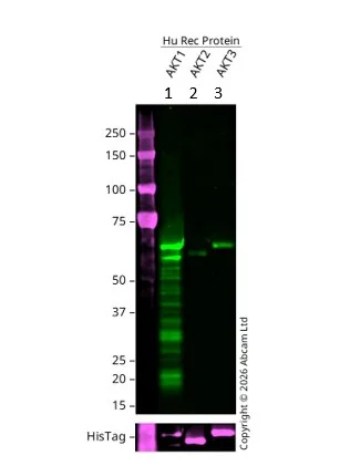 Western blot - Recombinant human AKT1 protein (His tag N-Terminus) (AB79792)