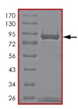 SDS-PAGE - Recombinant Human AKT2 protein (AB126930)