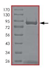 SDS-PAGE - Recombinant Human AKT2 protein (AB126930)