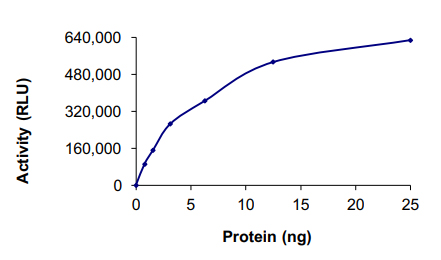 Recombinant human AKT2 protein