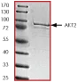 SDS-PAGE - Recombinant human AKT2 protein (AB60322)