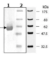 SDS-PAGE - Recombinant human AKT2 protein (AB79798)