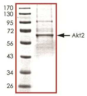 SDS-PAGE - Recombinant human AKT2 protein (Active) (AB268317)