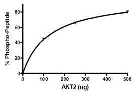 Functional Studies - Recombinant human AKT2 protein (His tag N-Terminus) (AB79798)