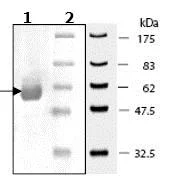 SDS-PAGE - Recombinant human AKT2 protein (His tag N-Terminus) (AB79798)