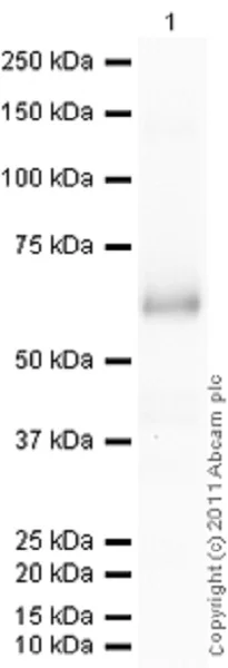 Western blot - Recombinant human AKT2 protein (His tag N-Terminus) (AB79798)