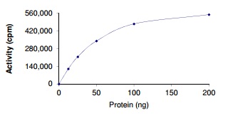 Functional Studies - Recombinant human AKT3 (mutated E17K) protein (AB186457), expandable thumbnail