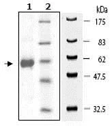 SDS-PAGE - Recombinant human AKT3 protein (His tag N-Terminus) (AB79799)