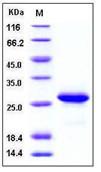 SDS-PAGE - Recombinant Human AL-1 protein (His tag) (AB276222), expandable thumbnail
